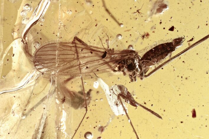 Fossil Crane Fly (Limoniidae) In Baltic Amber #330669